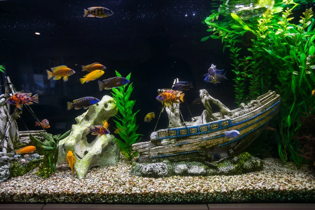 A vibrant aquarium at Buttercups Perth Childcare featuring colourful fish swimming among decorative elements like green aquatic plants, a shipwreck replica, and natural pebbles, creating a captivating underwater environment for children to observe and enjoy.