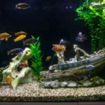 A vibrant aquarium at Buttercups Perth Childcare featuring colourful fish swimming among decorative elements like green aquatic plants, a shipwreck replica, and natural pebbles, creating a captivating underwater environment for children to observe and enjoy.