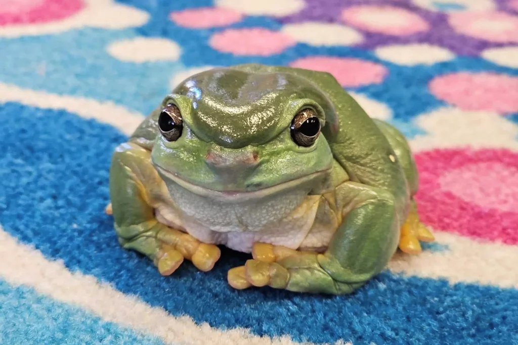 A close-up of a vibrant green tree frog resting on a colourful polka-dot carpet, representing the engaging and nature-inspired learning environment at Buttercups Perth Childcare.