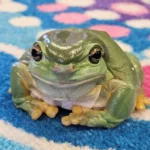 A close-up of a vibrant green tree frog resting on a colourful polka-dot carpet, representing the engaging and nature-inspired learning environment at Buttercups Perth Childcare.