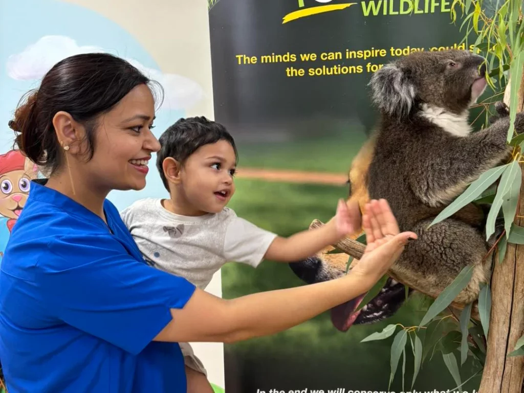 A Buttercups Perth Childcare educator and a young child engage in an interactive wildlife experience, high-fiving a koala at an educational display.