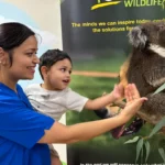 A Buttercups Perth Childcare educator and a young child engage in an interactive wildlife experience, high-fiving a koala at an educational display.