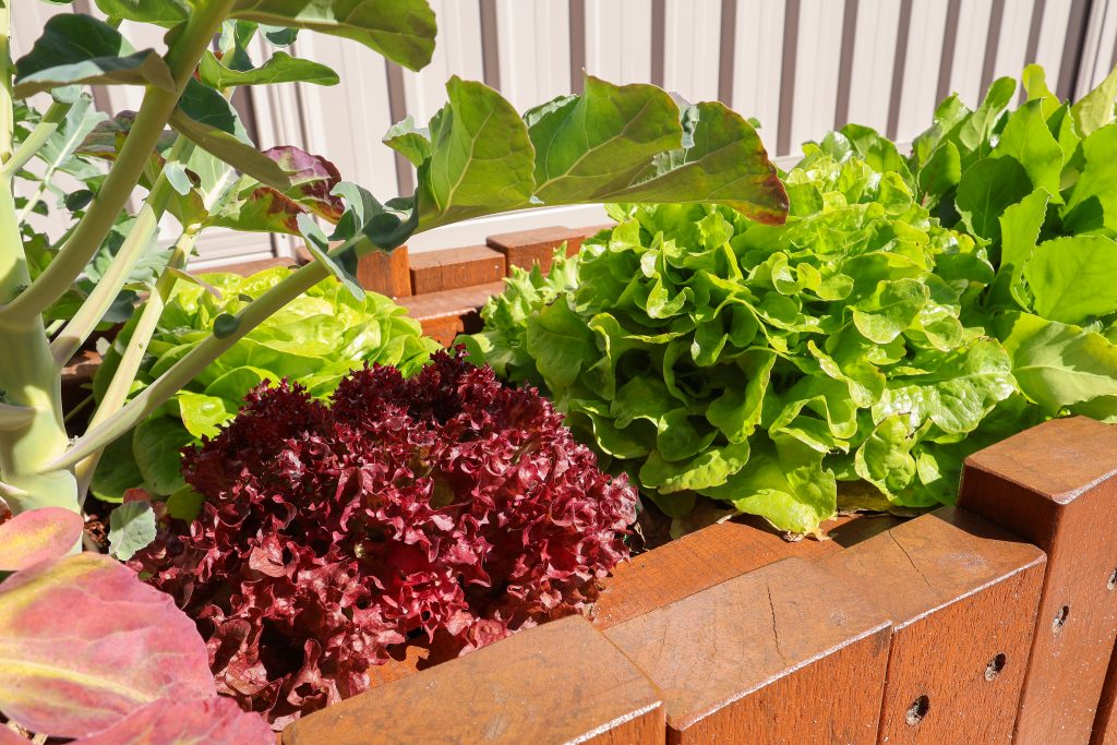 Close-up view of a wooden planter in the Buttercups outdoor veggie garden, filled with fresh vegetables growing for children to care for and explore.
